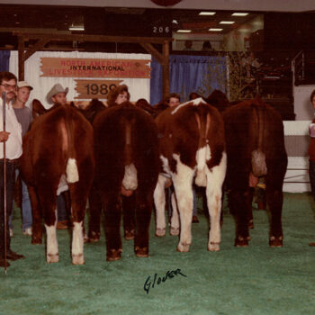 GR Combo - 1st Place Get of Sire. Owned with Kohlstaedt Farms