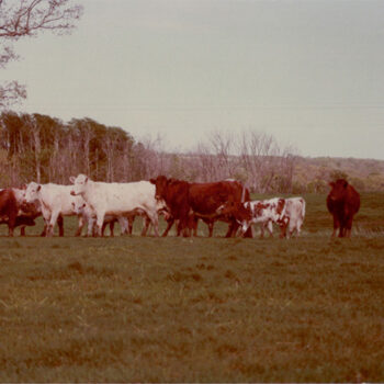 The Shannon Cows